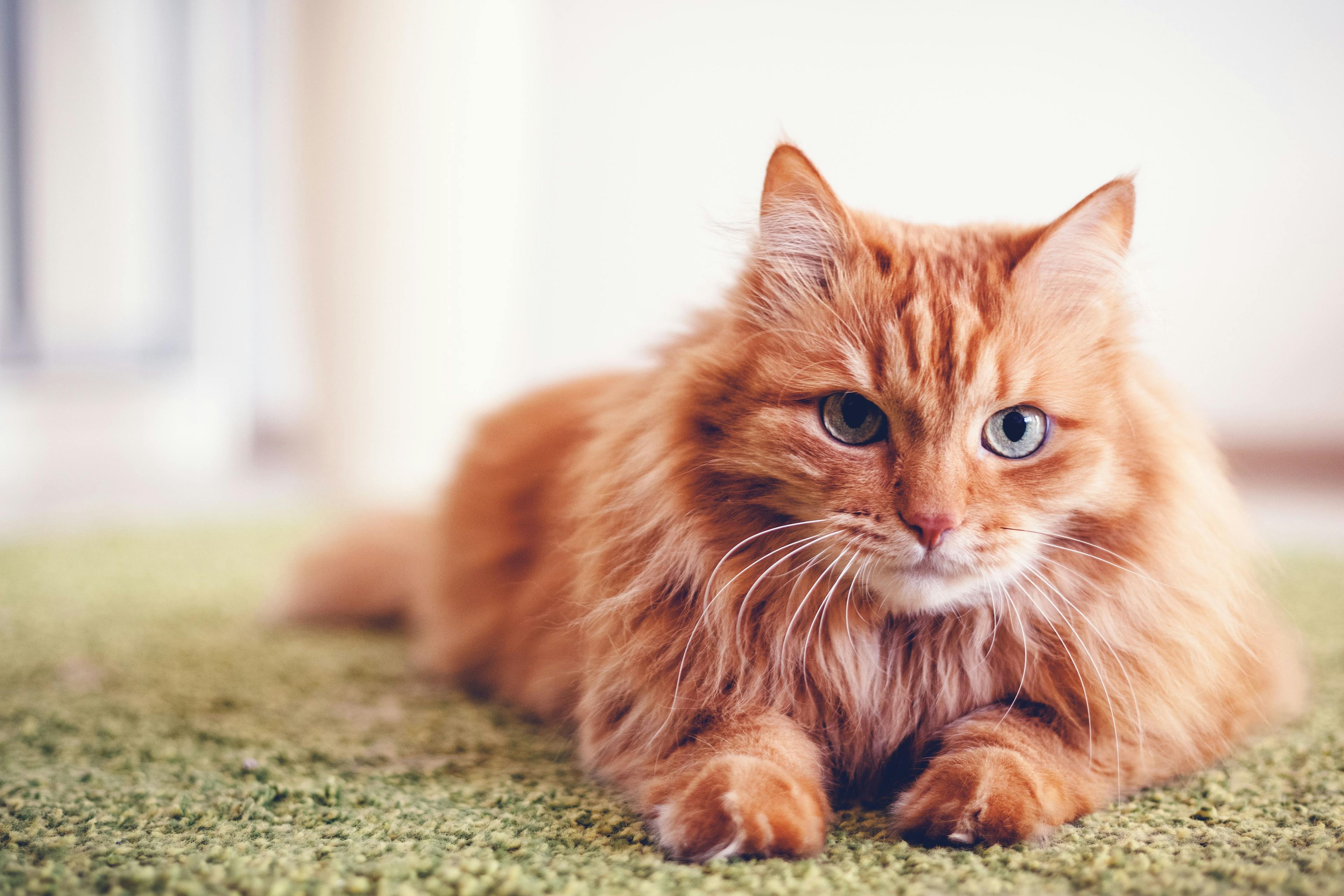 Cat tests positive for COVID-19, but there is no cause for panic