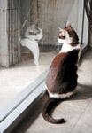 veterinary_cat_window-789868-1384157817703.jpg