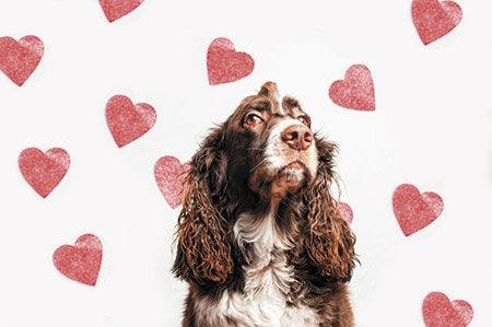 veterinary-cute-springer-spaniel-dog-with-a-heart-background-450px-shutterstock-361936430.jpg