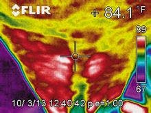 veterinary_equine_spine_thermograph2_220px-1.jpg