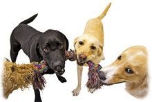 veterinary_Four-dogs-playing-tug-indoors_220px_89764945.jpg