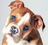 veterinary_english_bulldog_puppy_83987808-779873-1384157950647.jpg
