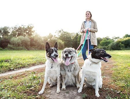 veterinary-woman-with-dogs-in-green-sunny-nature-AdobeStock_123307931-450.jpg