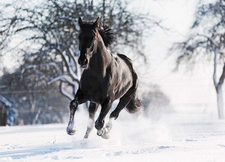 veterinary-Germany,-Baden-Wuerttemberg,-Black-horse-running-in-snow_450px_455447681.jpg
