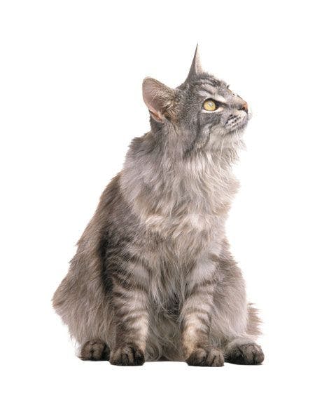 Veterinary-Old-gray-Cat.jpg