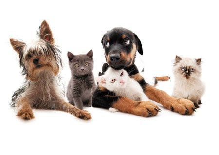 veterinary-dog-cat-group-puppy-182176389_450.jpg