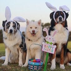Adorable Four-legged Easter Egg Hunts