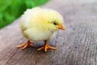 Chicks as Easter Gifts: Advice for Clients