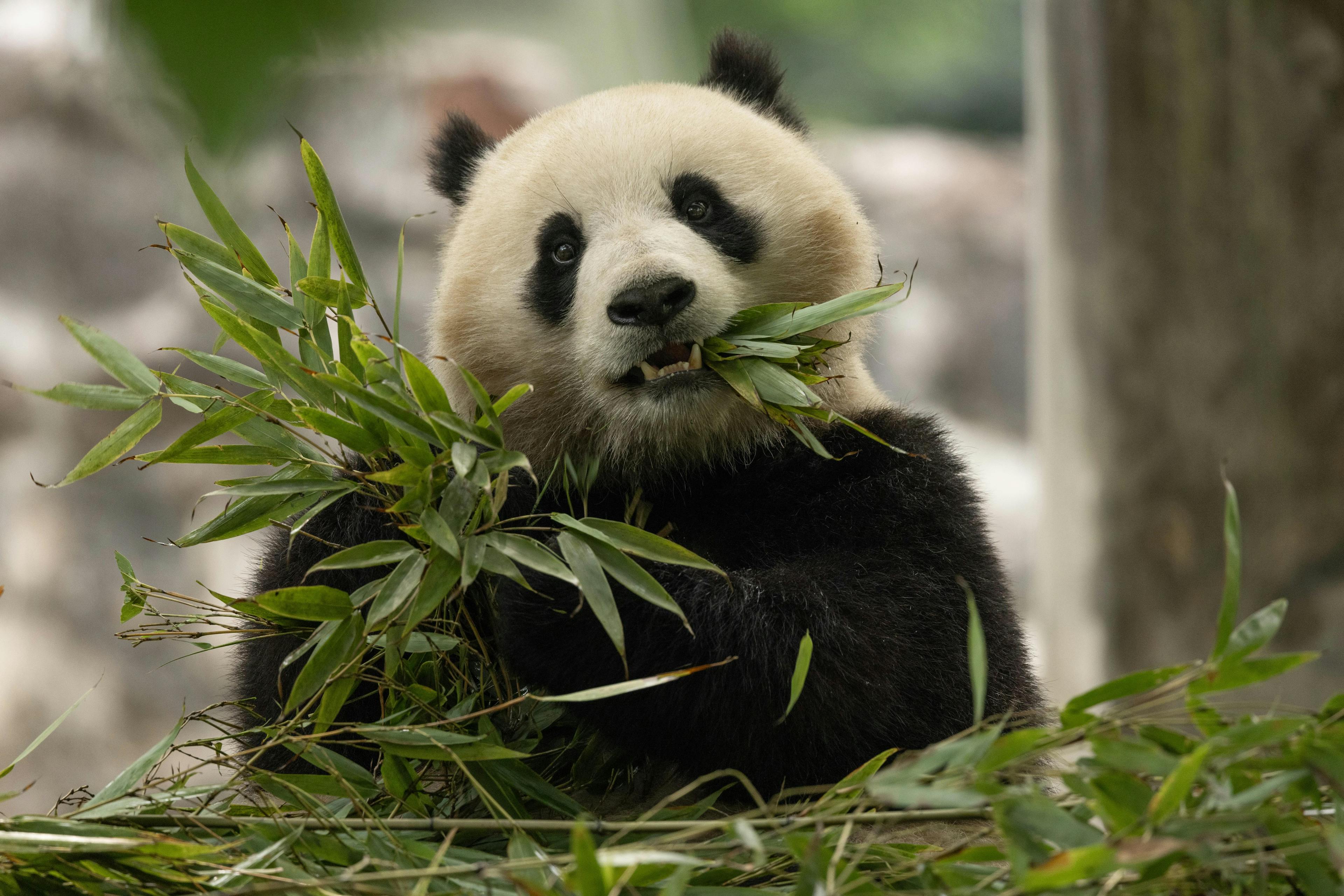 Smithsonian’s National Zoo and Conservation Biology Institute welcomes 2 giant pandas