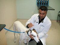 veterinary_immigration1-645759-1384408249950.jpg
