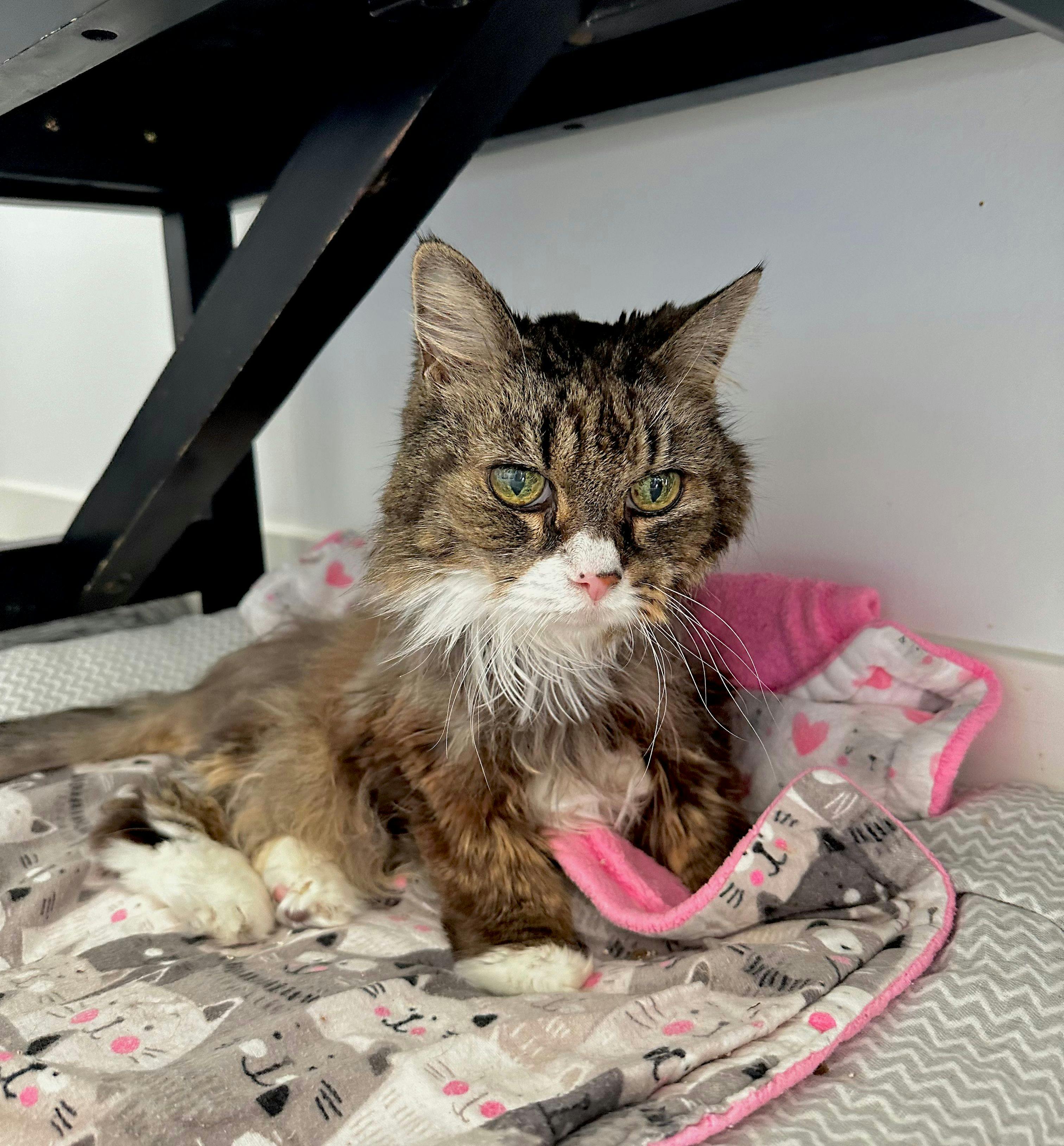 A senior cat finds her voice 