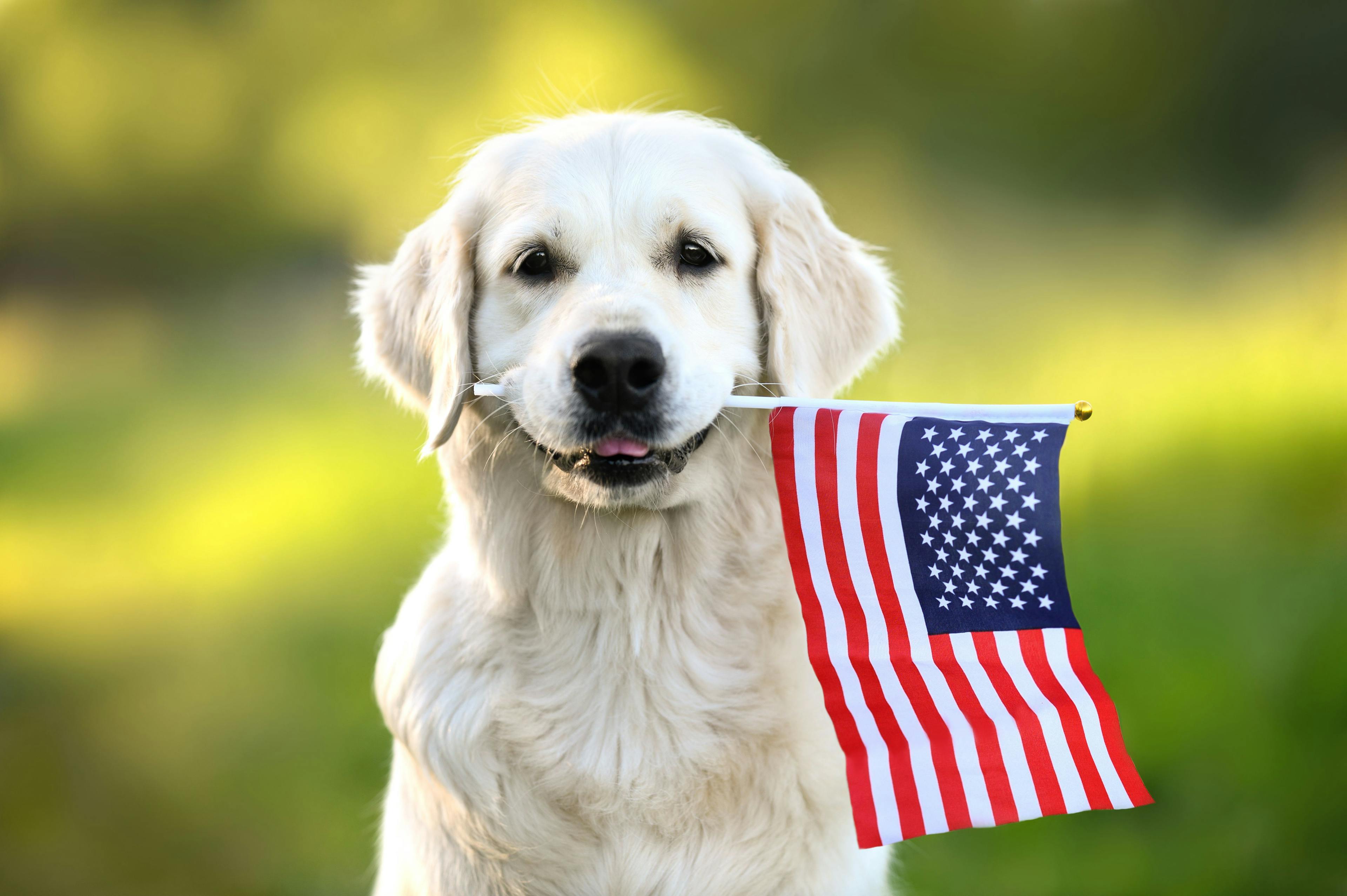 Keeping pets safe this 4th of July weekend 