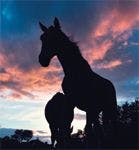 Horse_sunset_silouhette_dvm0312_115714238-762118-1384165929556.jpg