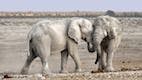Might Elephants Be the Key to Curing Cancer?