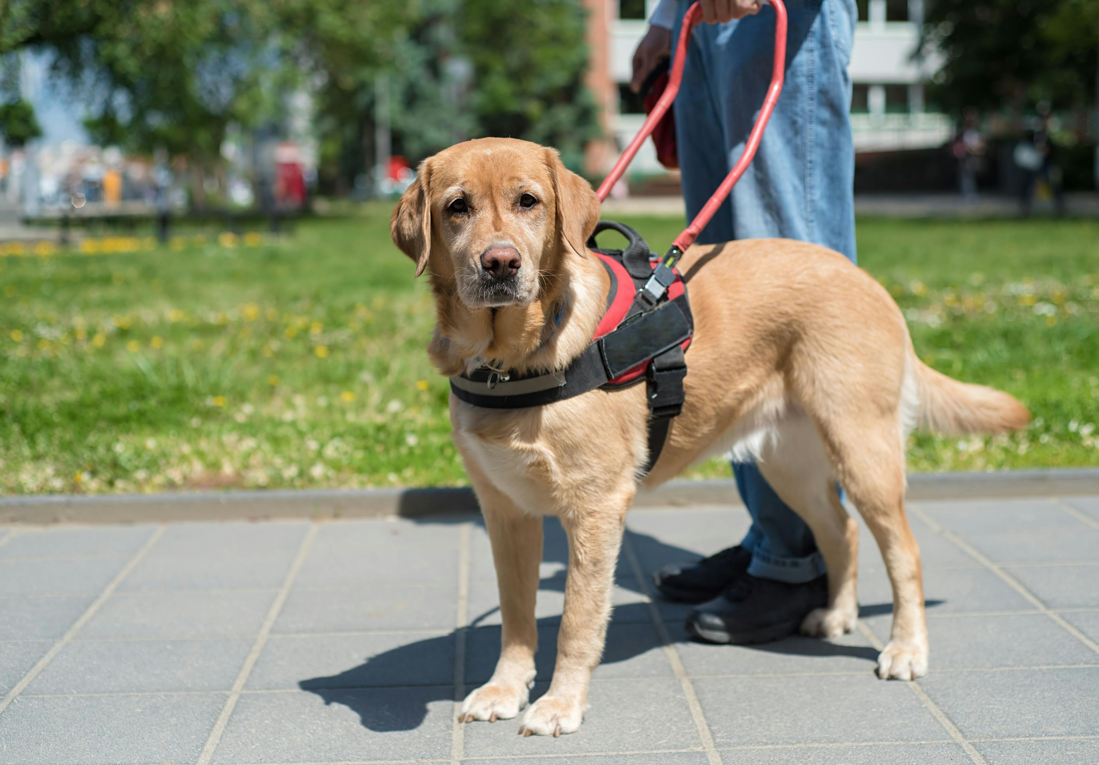 Eukanuba donates to Canine Companions' New Canine Health & Wellness Center