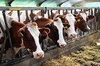 STATE NEWS: Colorado Approves Hemp-Animal Feed Study