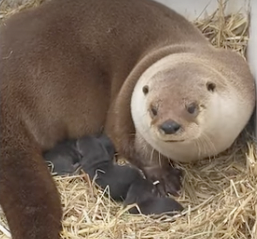Mother, Dunkin, and her trio of North American river otter kits (Photo courtesy of Zoo New England). 