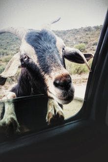 veterinary-goat-peeking-in-car-from-window-603767619_220.jpg