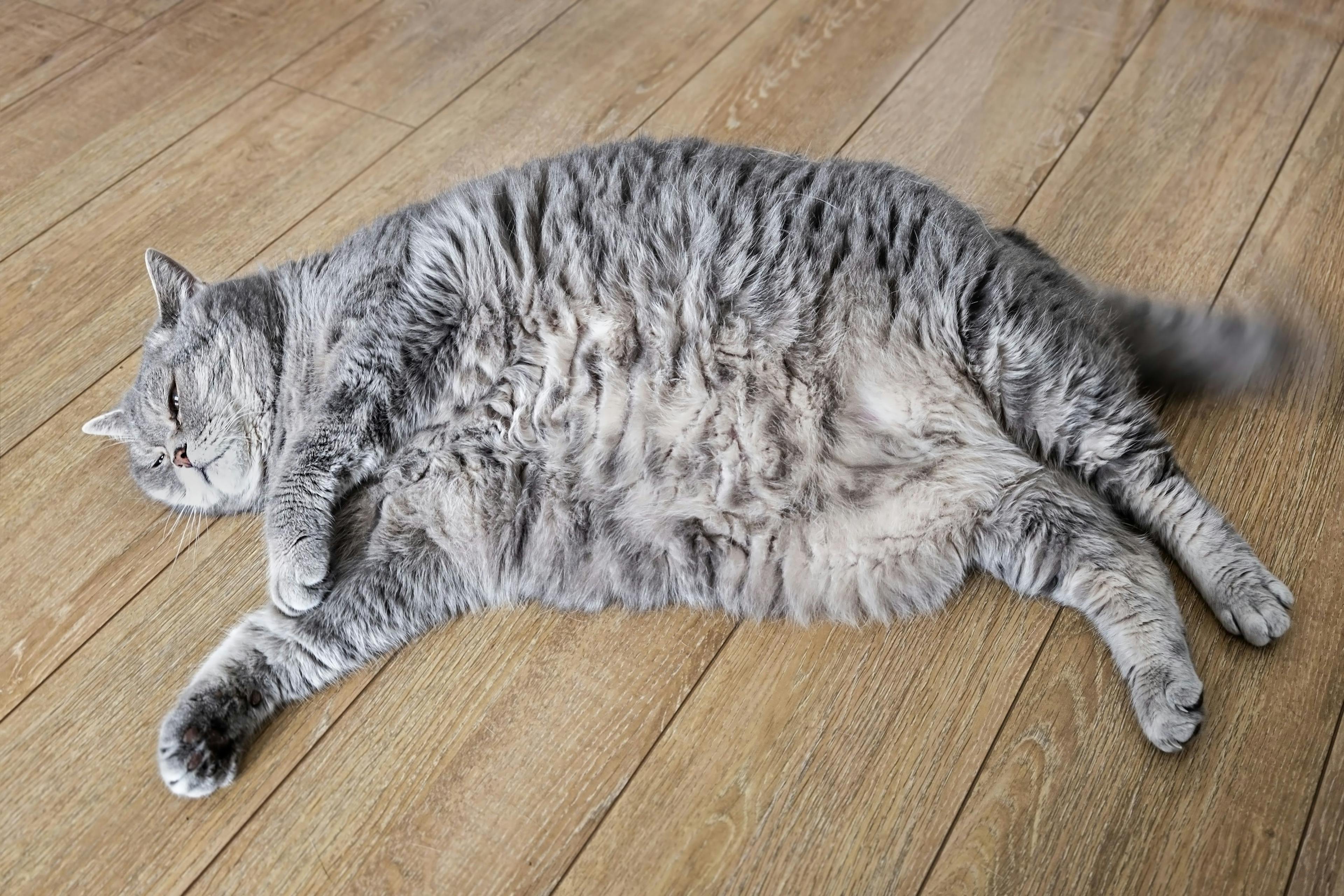 Human drug implant shows positive outcomes for feline obesity and diabetes management