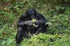 Bonobos or Chimpanzees: Which Are Our Closer Relatives?