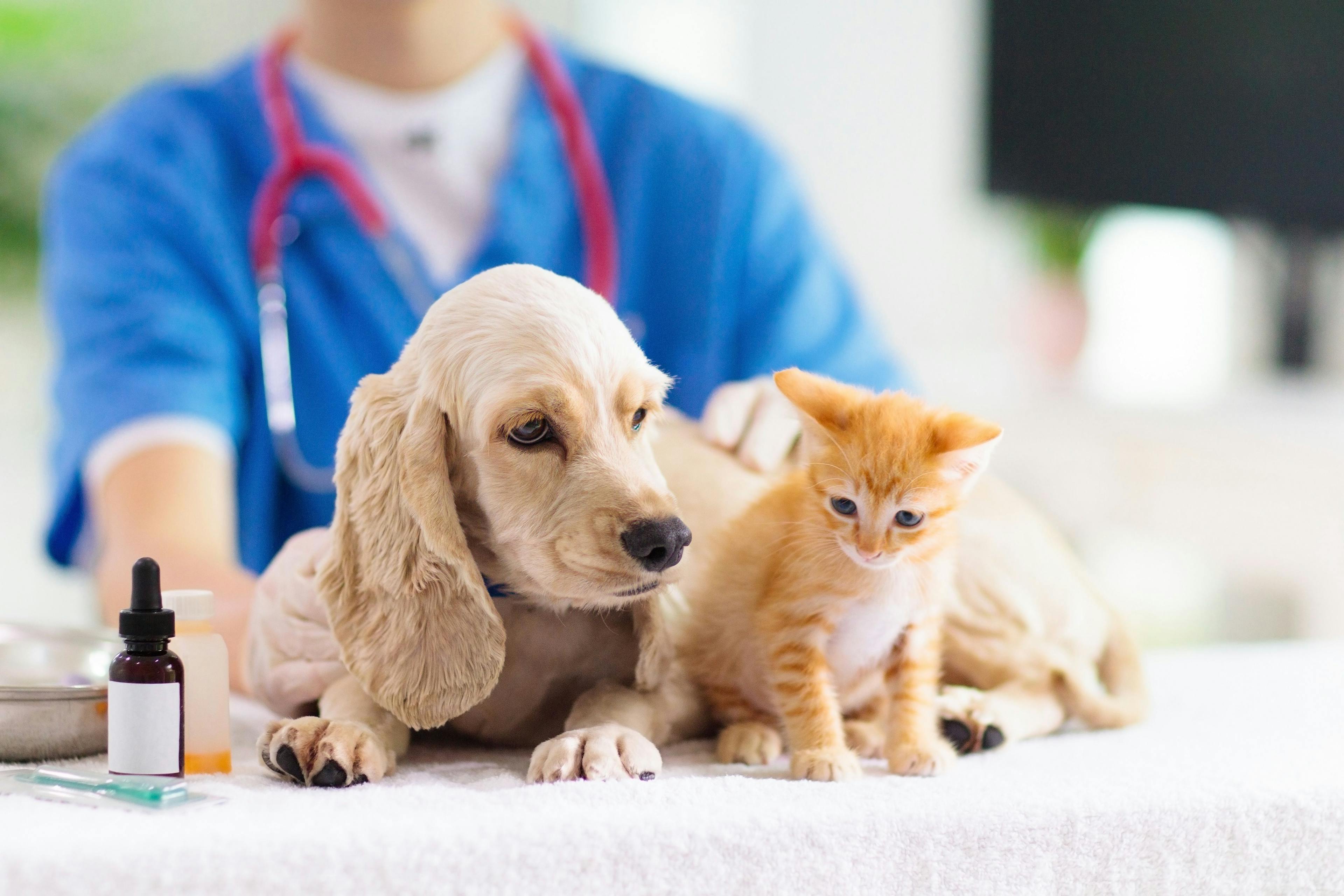puppy kitten medicine