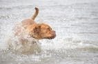 Leptospirosis is Becoming a Threat to Canine, Human Health