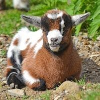 Goat Yoga Is Not "Kidding" Around