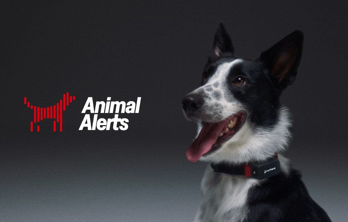 Animal Alerts