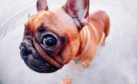 veterinary-dog-french-bulldog-eye-closeup-604576373-450.jpg