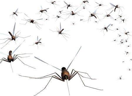 veterinary-a-swarm-of-mosquitoes-grab-the-bug-spray-7746889_450-1.jpg