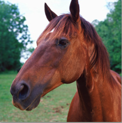 veterinary-horse-774795-1404223664550.png