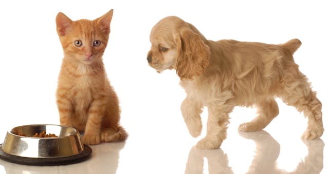 Puppy and Kitten nutrition