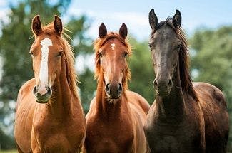 Welfare Quality and Stress in Working, Breeding Horses