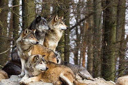 veterinary-wolf-pack-AdobeStock_129818440-body.jpg