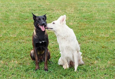 veterinary-dogs-kissing-licking-kiss-lick0AdobeStock_99369540_450.jpg