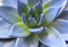 The Poison Potential of Succulents
