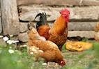 6 Signs of a Healthy Chicken