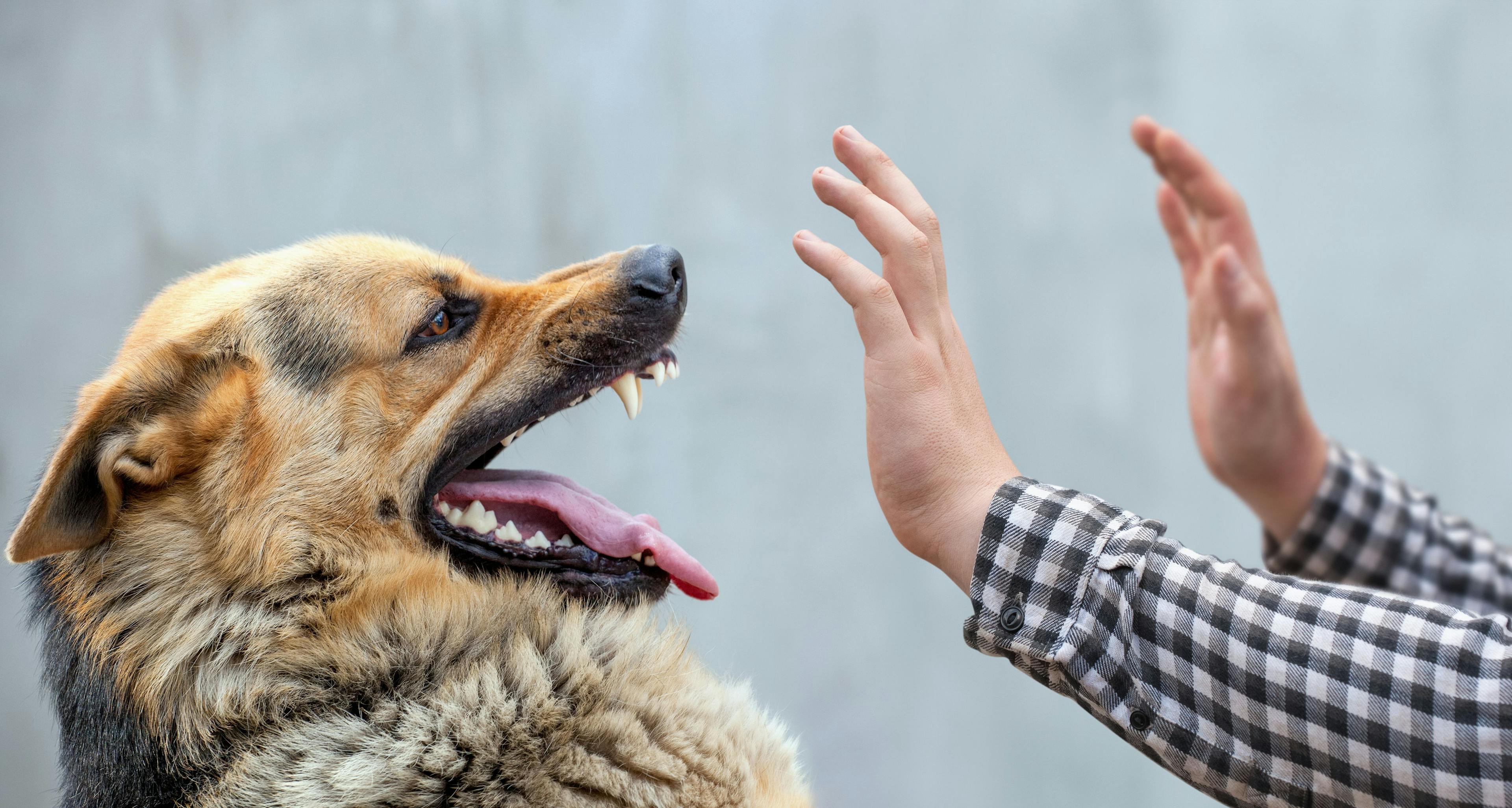 A male German shepherd bites a man by the hand