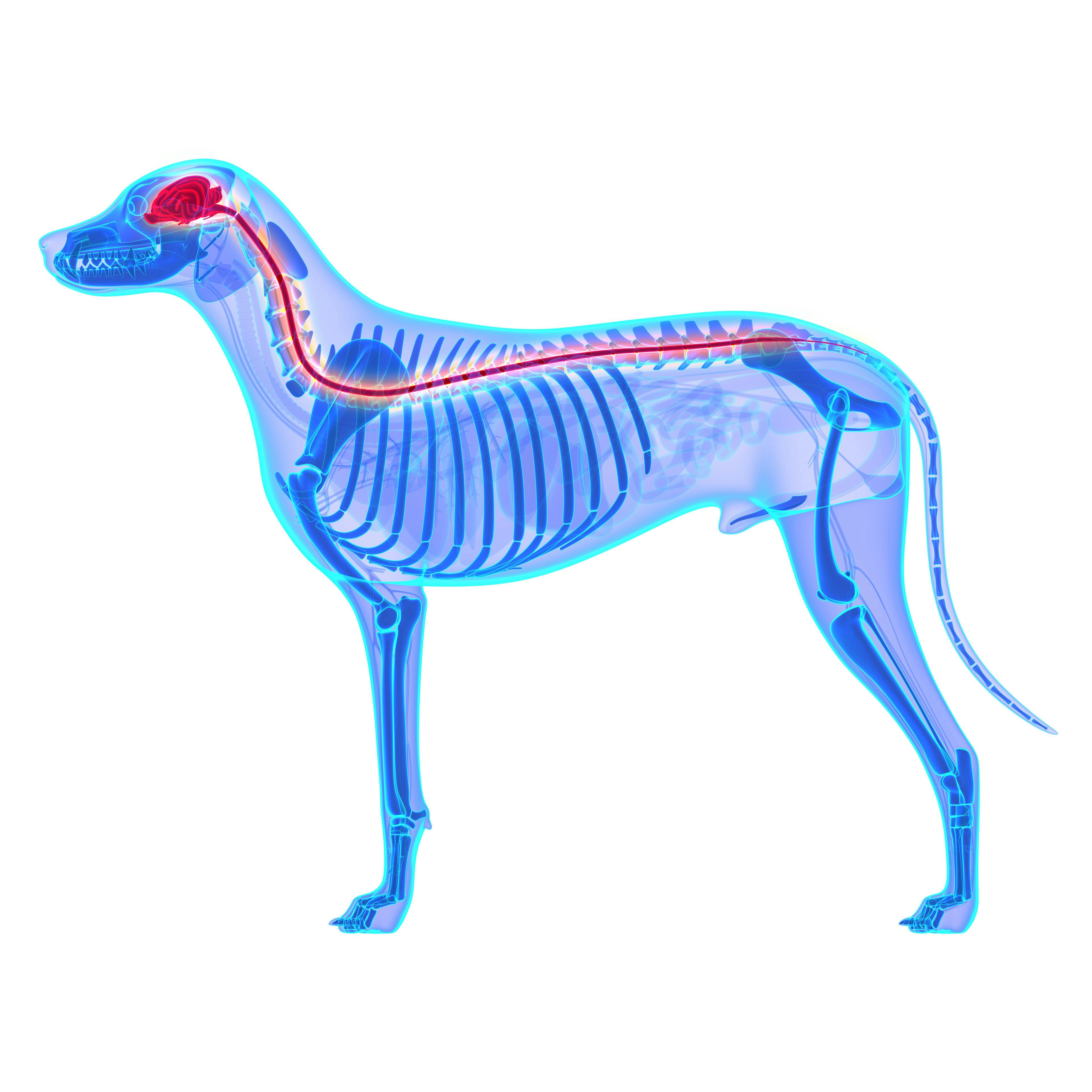 Common canine spinal disease simplified 
