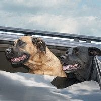 Two-thirds of Dog Owners Consider Their Pets When Buying a Car