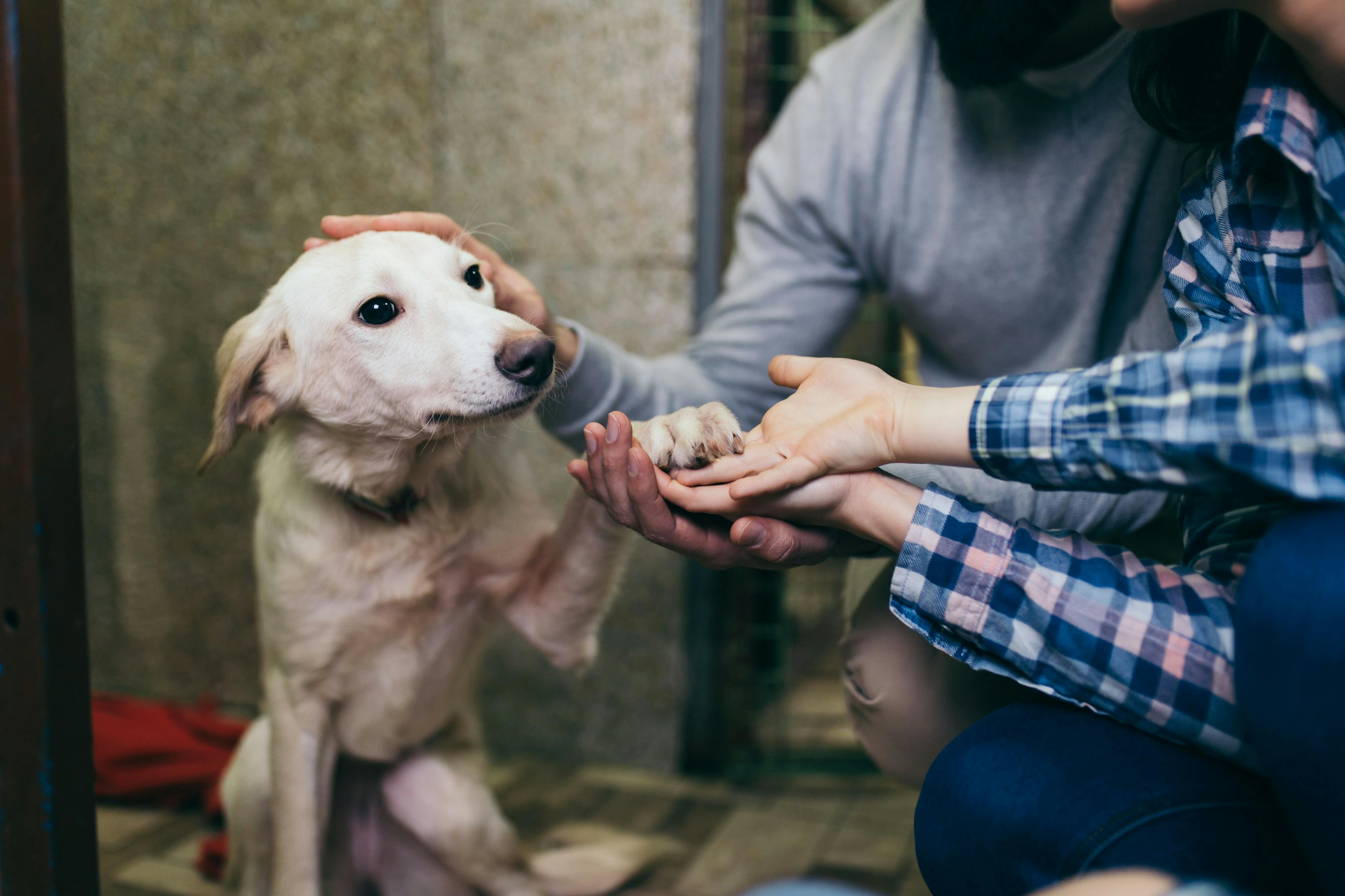 adopting pet from shelter