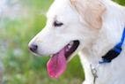 The Use of Fecal Transplantation to Treat Canine Parvovirus Infection