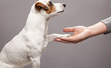 veterinary-dog-shake-handshake-AdobeStock_132757607-450.jpg
