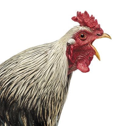 veterinary-close-up-of-a-brahma-rooster-crowing-isolated-on-white-450px-shutterstock-157269110.jpg