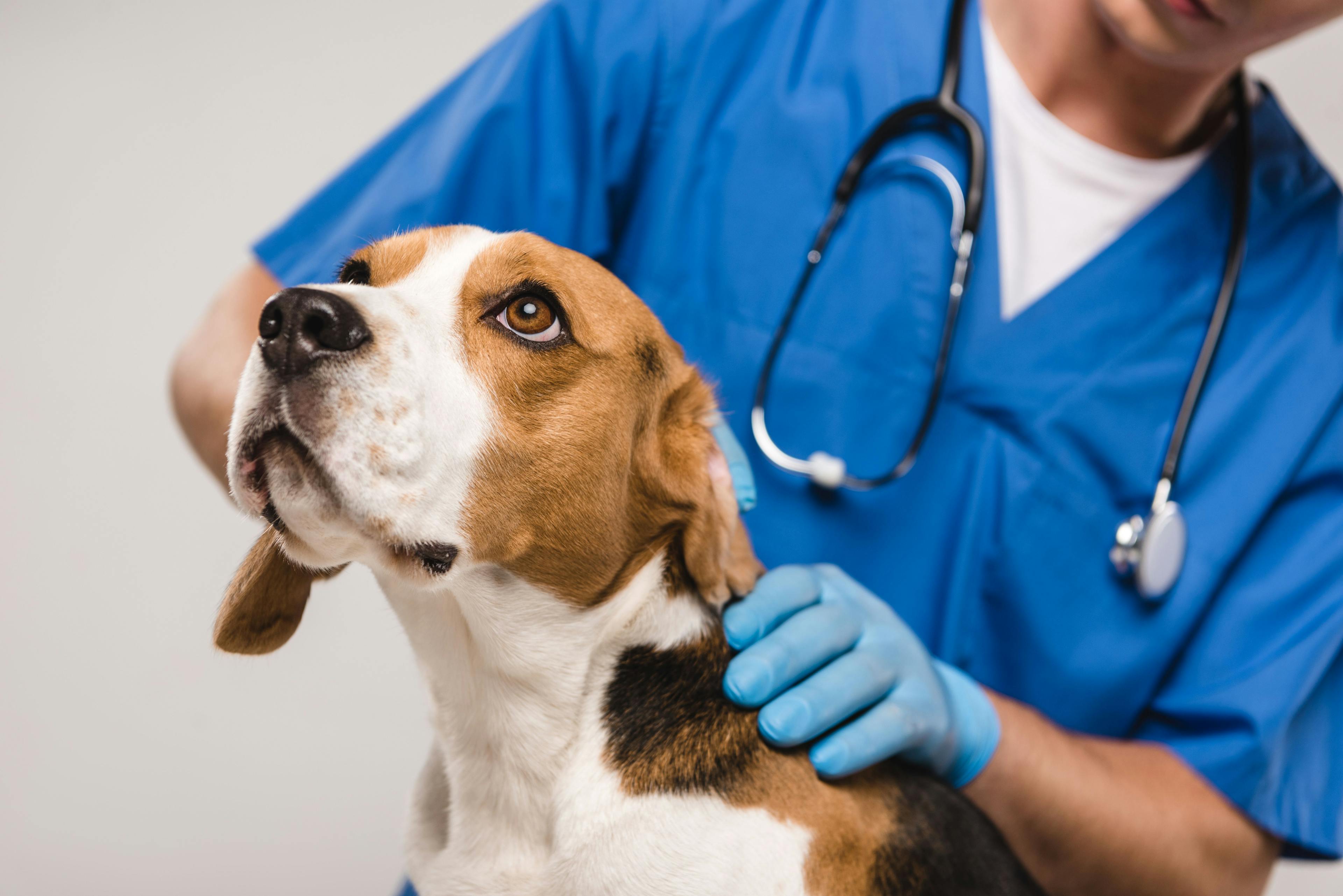Pet cancer awareness; dog getting exam