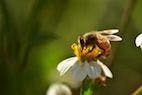 Honey Bees: World's Most Important Species of Pollinator