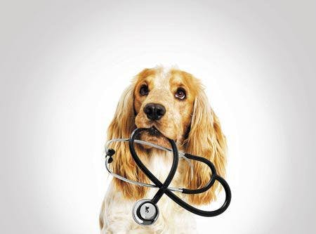 veterinary-dog-with-stethoscope-450px-shutterstock-584236459.jpg