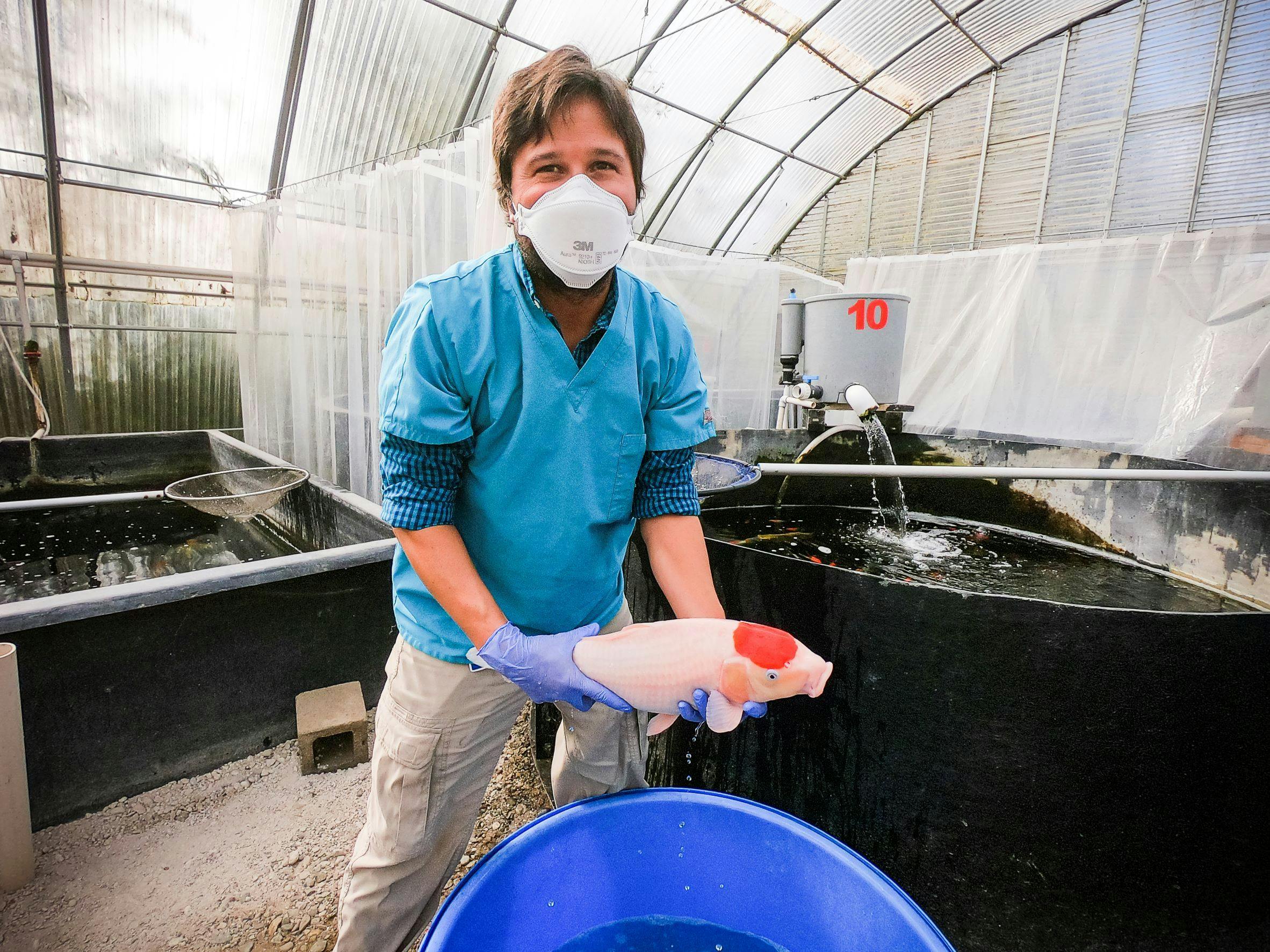 Esteban Soto Martinez, DVM, PhD, DACVM (Bacteriology/Mycology and Immunology) holding a koi fish. (Photo courtesy of UC Davis School of Veterinary Medicine)