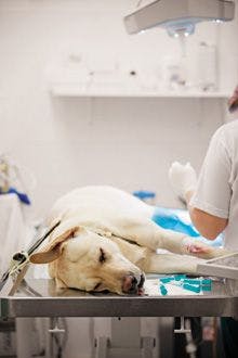 veterinary_154414714_postoperative_ill-dog-220px.jpg