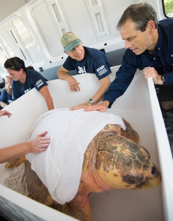 Sea Turtle Rehab